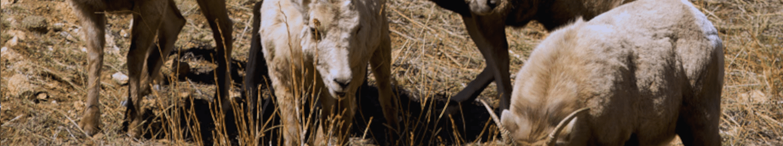 Rocky Mountain Sheep