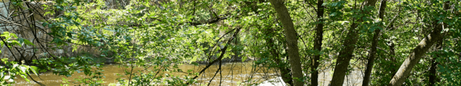 A pond can be seen through trees lining the water's edge