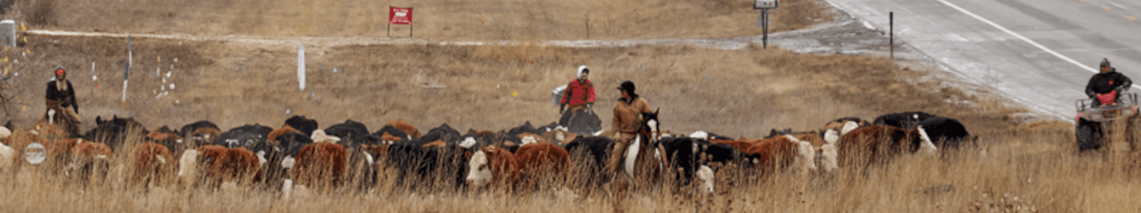 Cattle Drive Hygiene CO