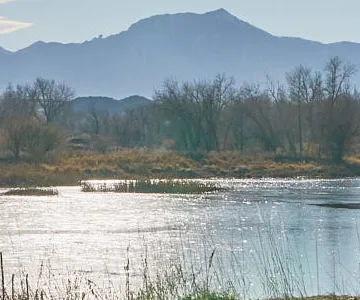 Walden Ponds